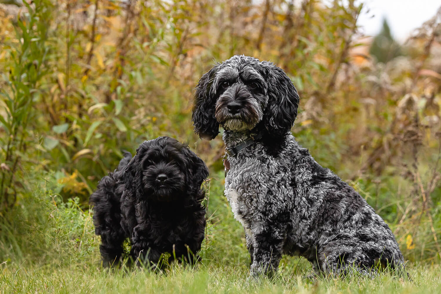 puppy photoshoot dog photoshoot in Guelph, Ontario