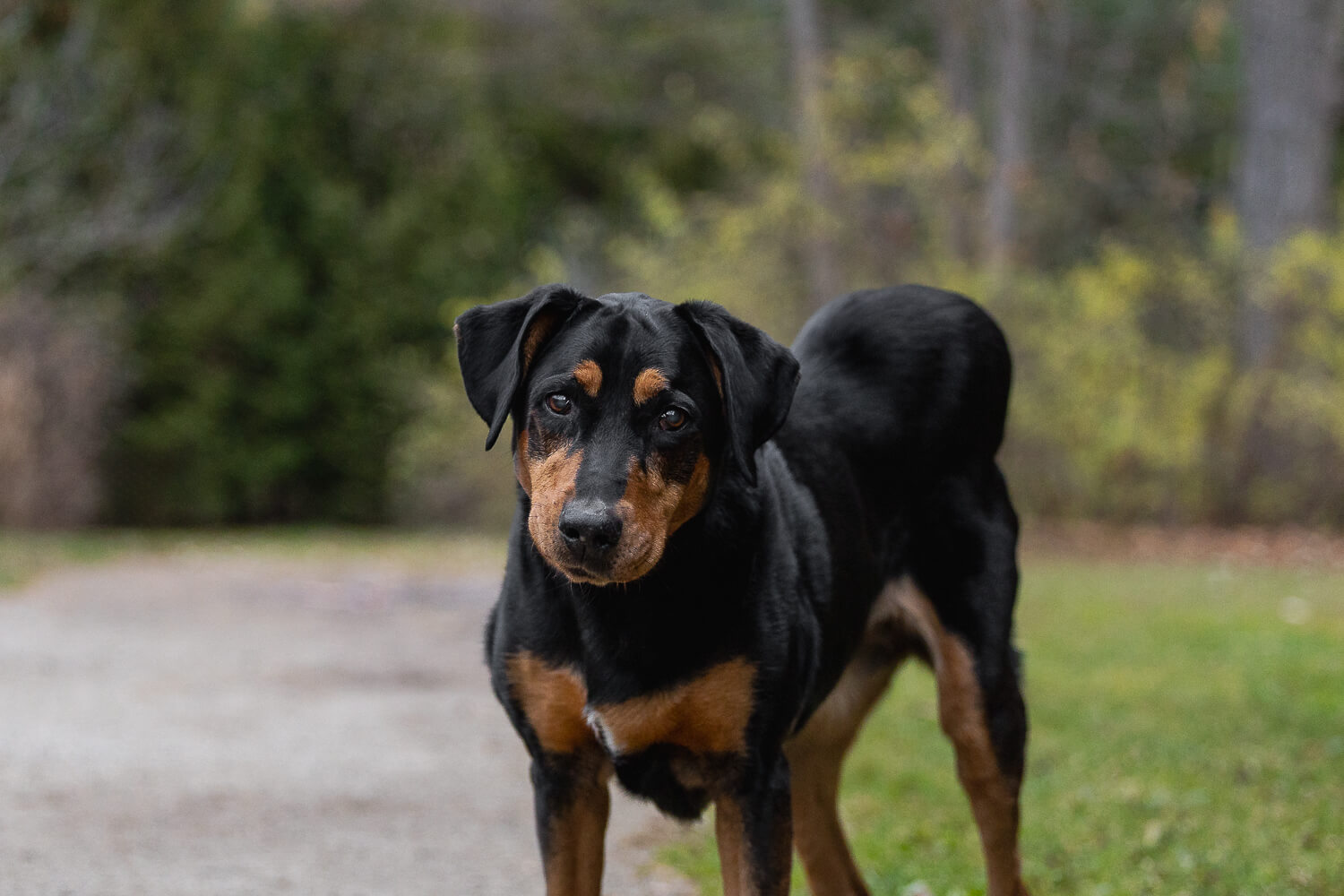 senior dog photography-2 end of life pet photography in Burlington, Ontario