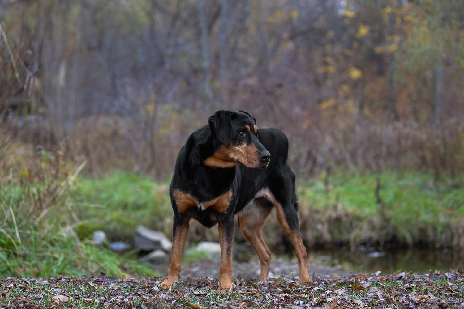 senior dog photography dog photography portraits in Burlington, Ontario