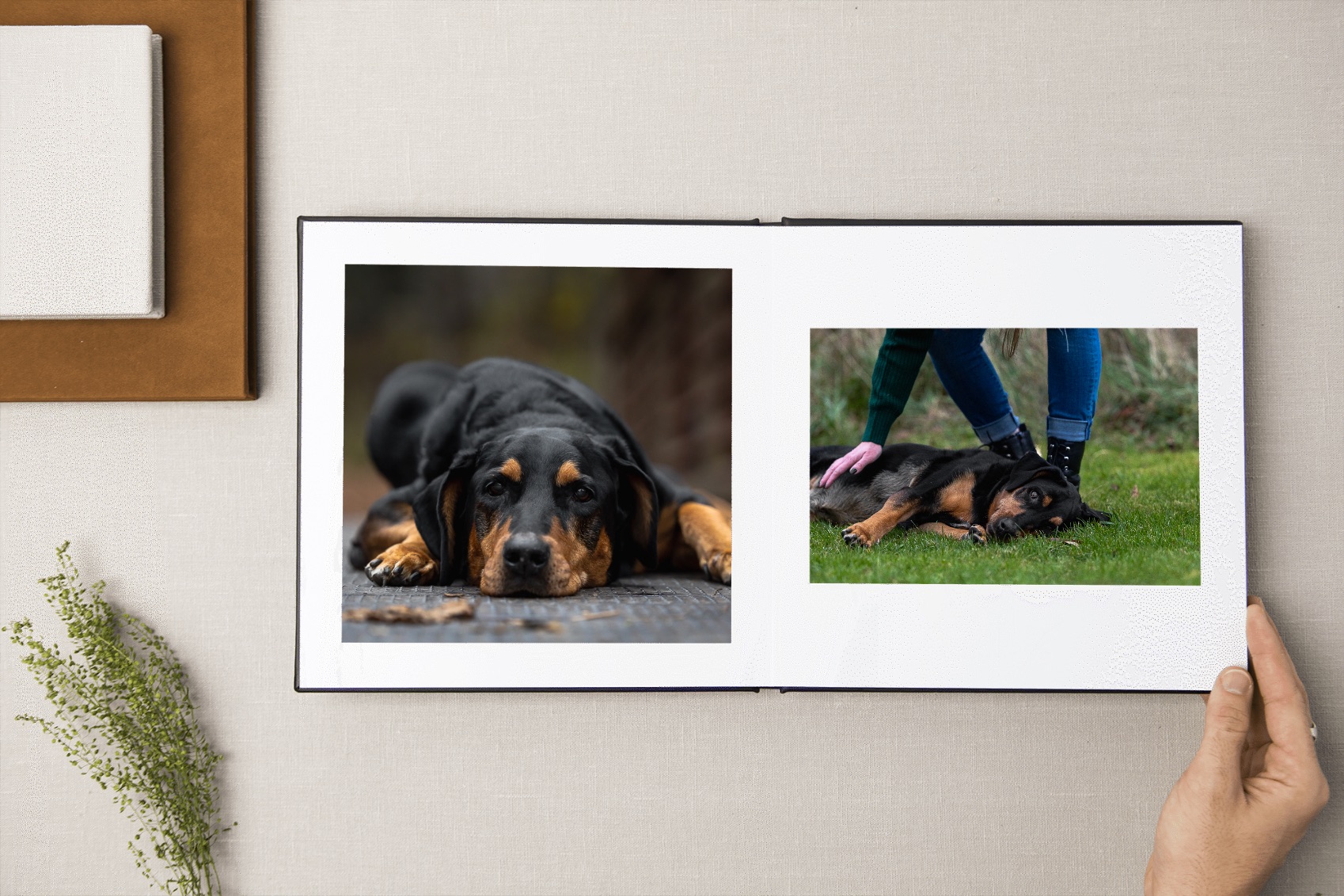 photo album dog photoshoot artwork