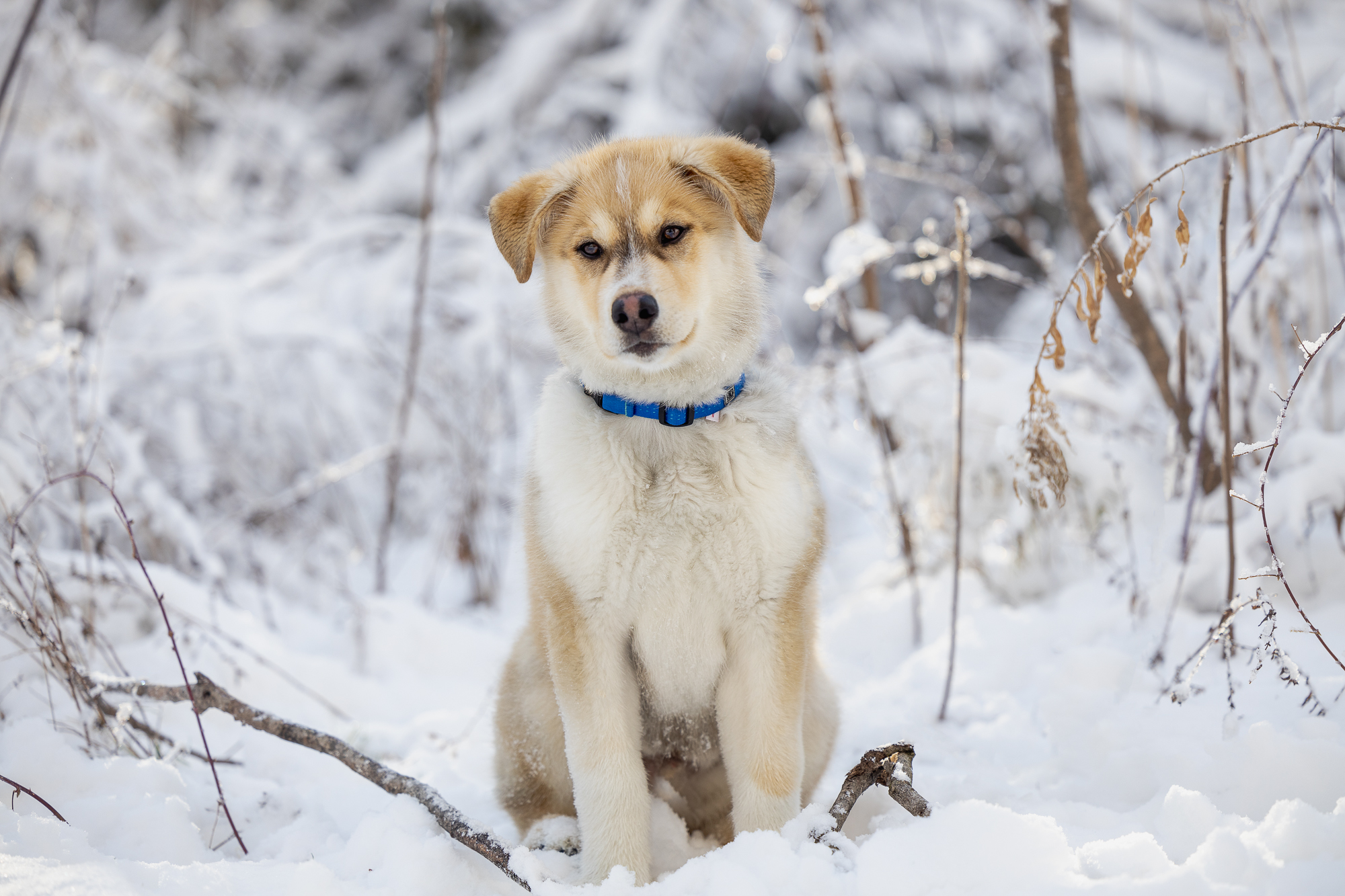 dog in snow husky photoshoot in Burlington, Ontario