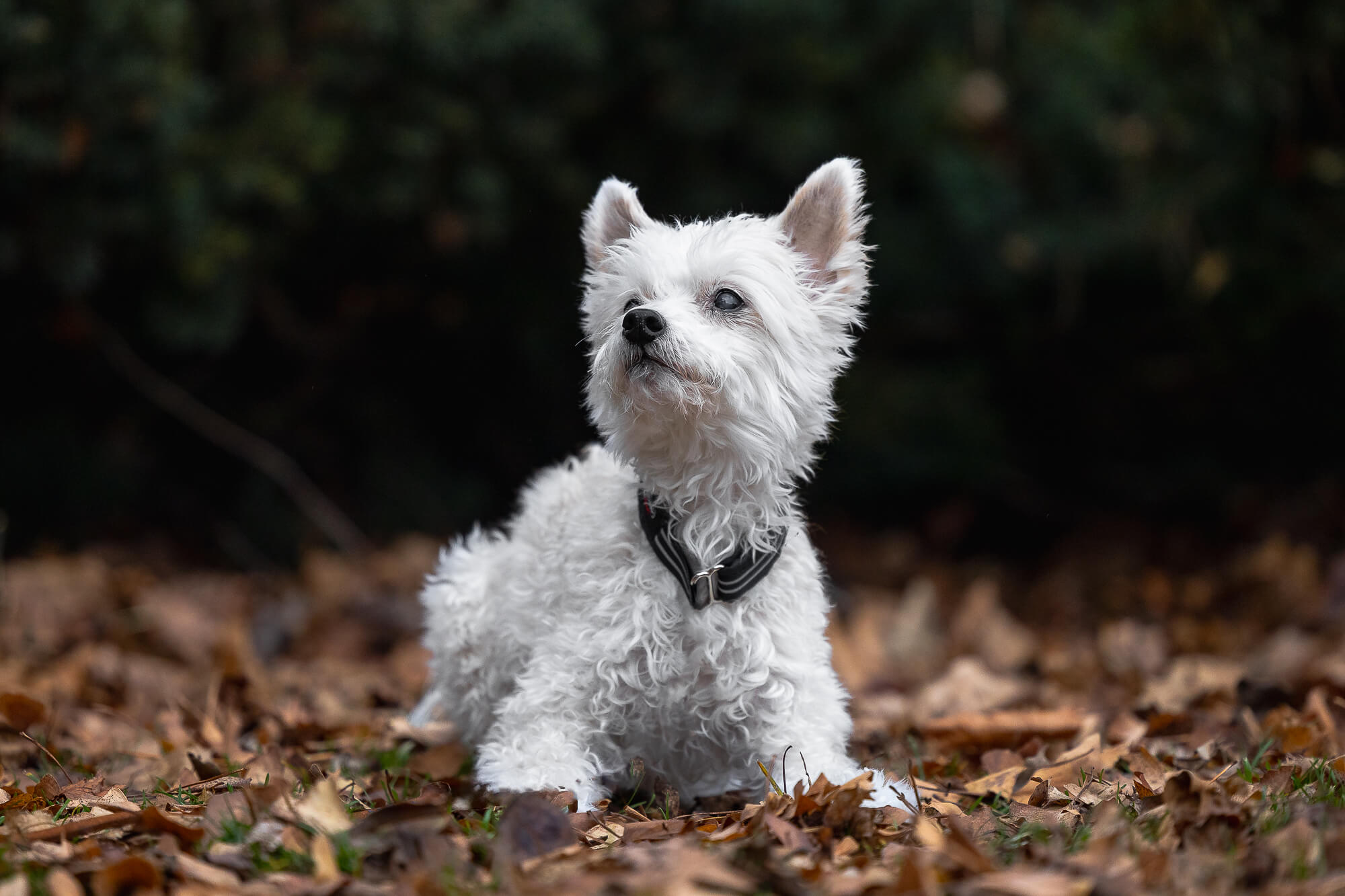 dog photography pet photography at Gage Park in Hamilton, Ontario.