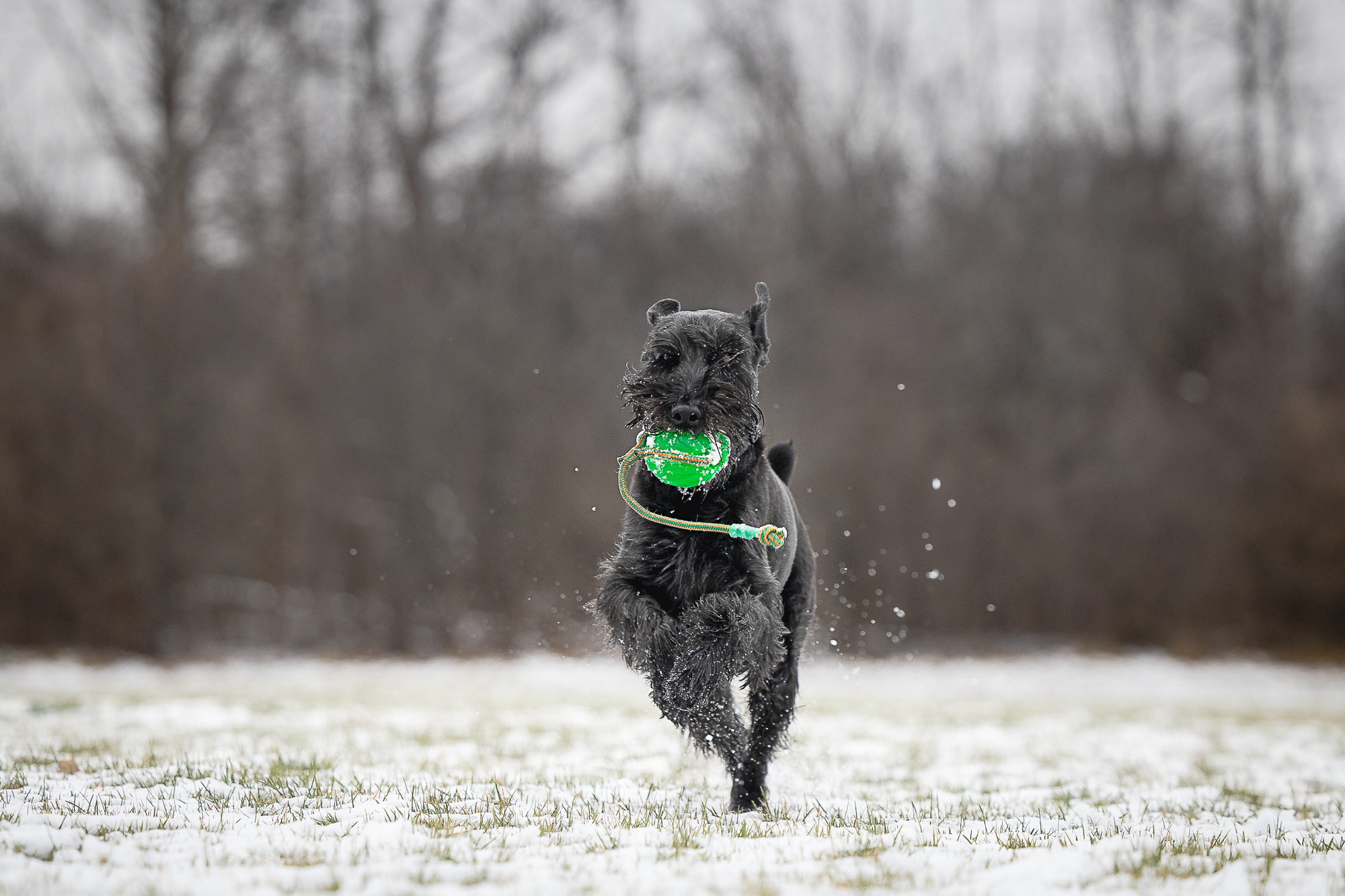dogs in snow pictures black dog playing in the snow at Bernie Arbour