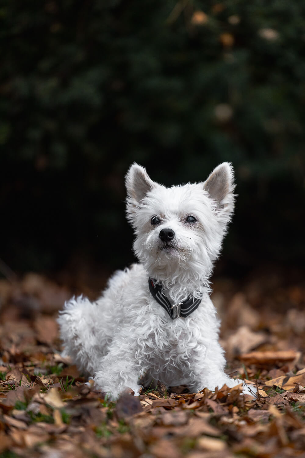 pet photography mississauga dog photography in Gage Park.