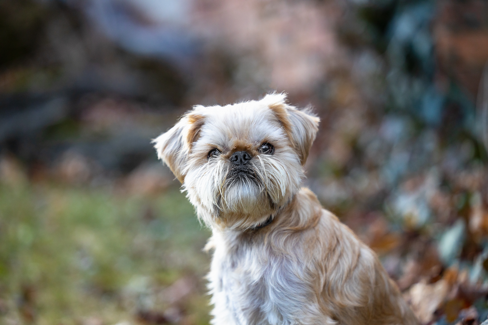 pet photoshoot dog photography in Cambridge, Ontario