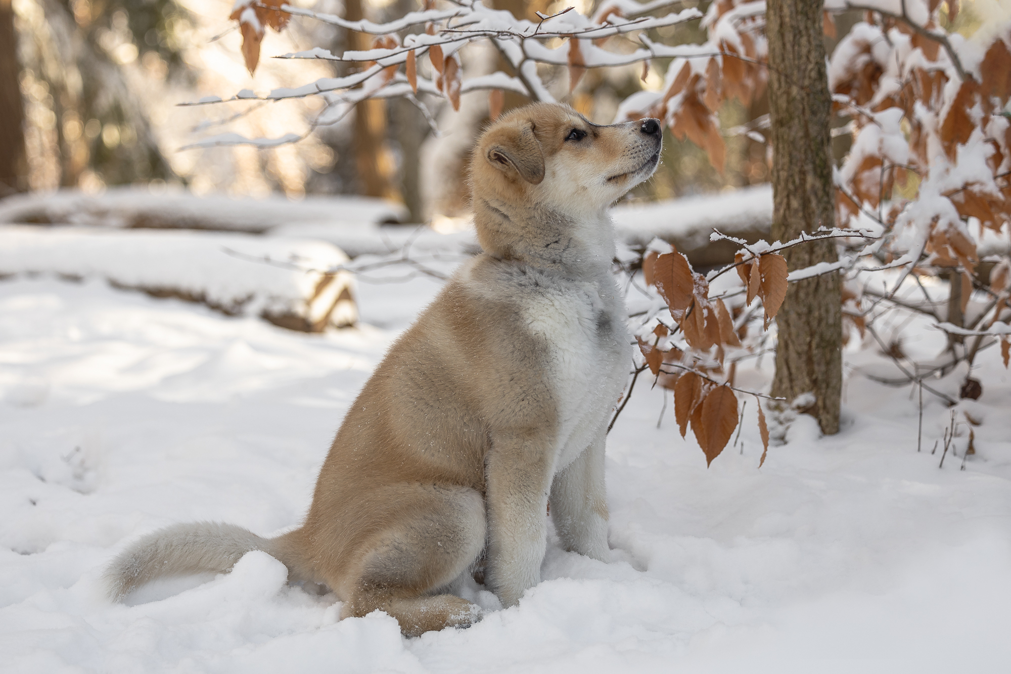 picture of dogs in snow