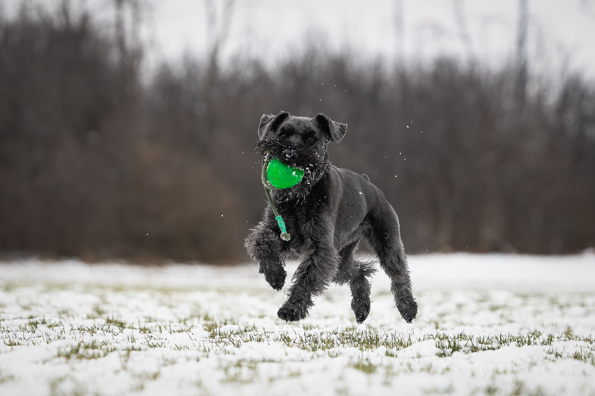 pictures of dogs in the snow dogs in snow pictures