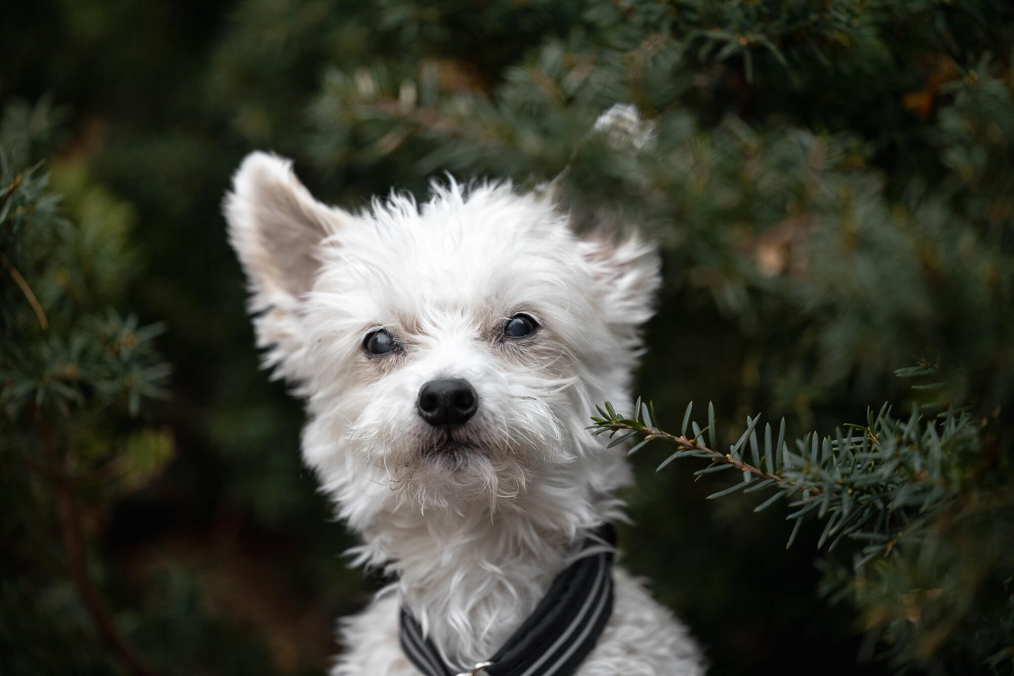 senior dog photography dog photography in Hamilton, ON