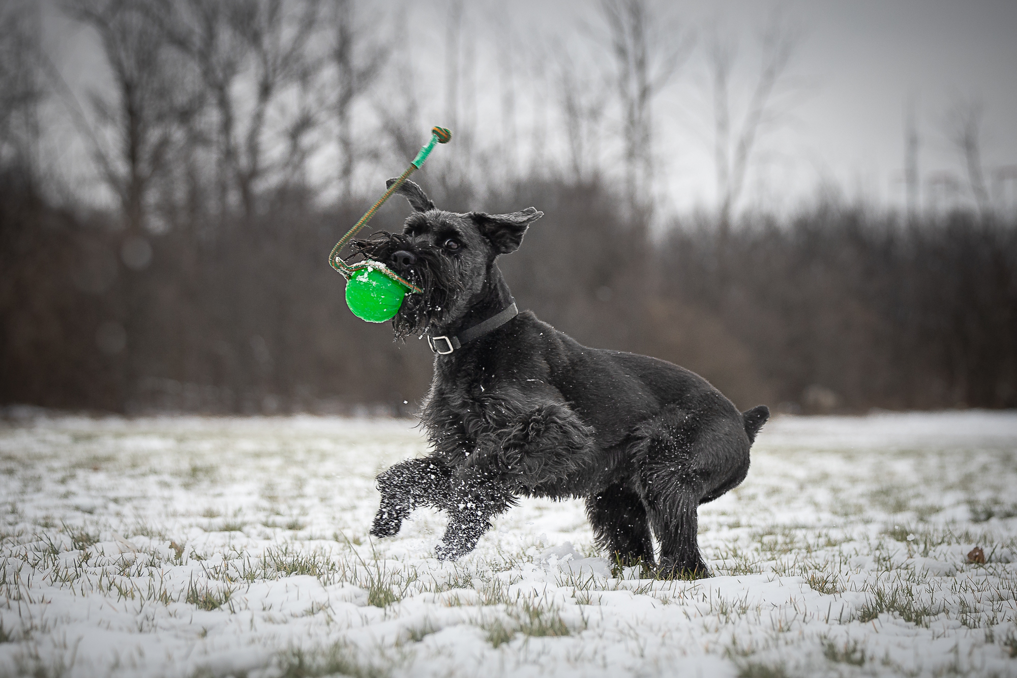 snow dog photography pictures of dogs in the snow at Bernie Arbour Memorial Stadium.
