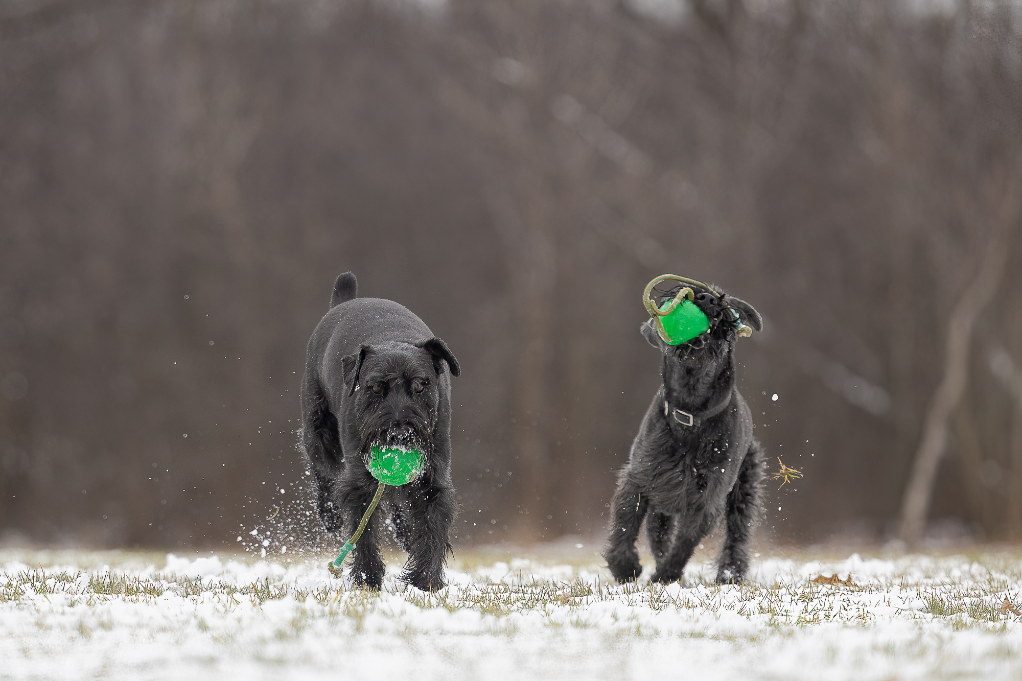 snow photography pet photography near me in Hamilton Ontario