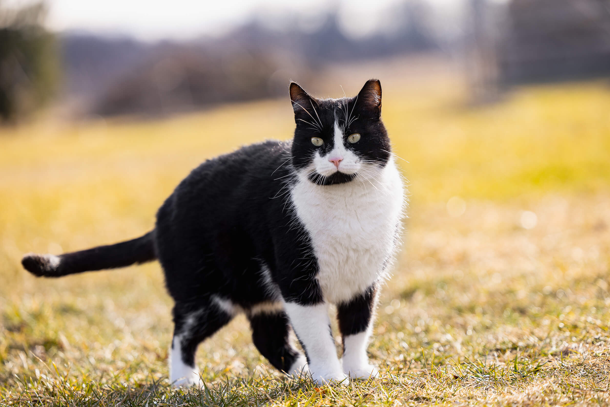 black and white photography Hamilton cat photography