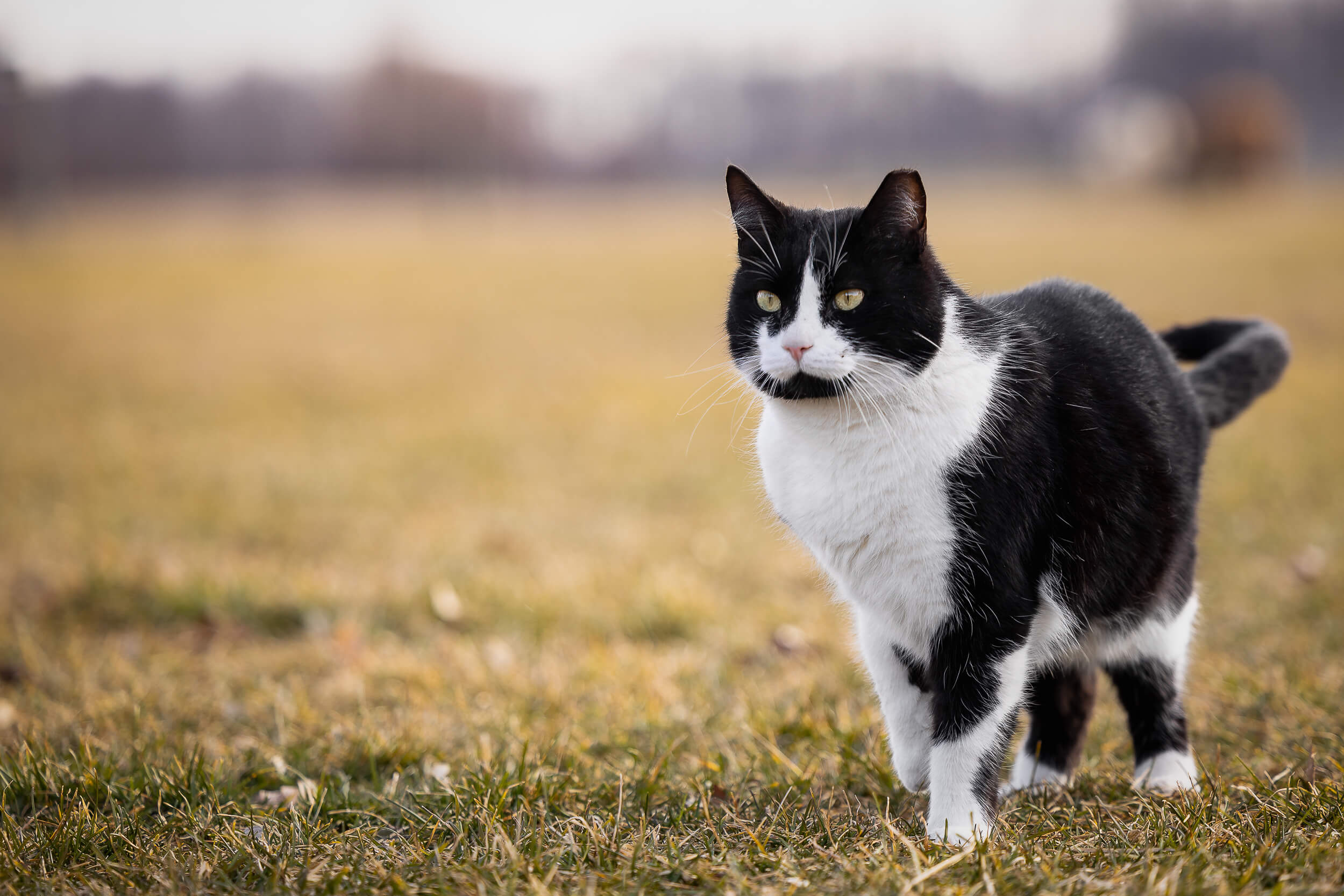 black and white photos of cats Hamilton pet photographer capturing a beautiful image of a cat