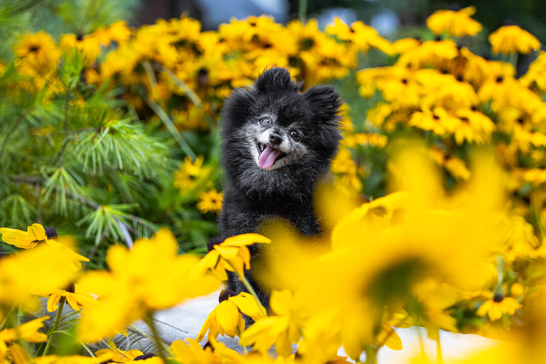 black pomeranian black pomeranian pet photography