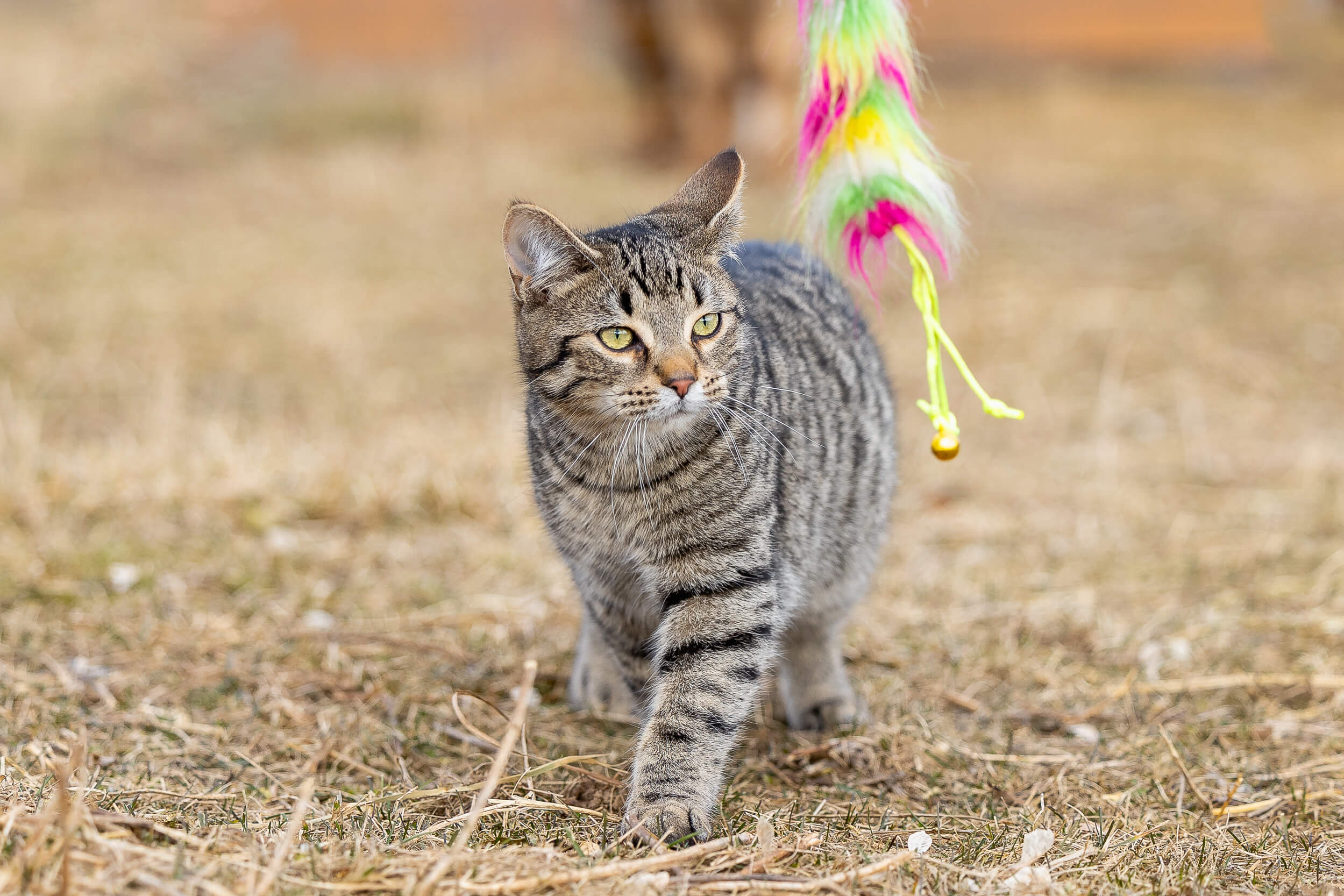 cat photographer-2 Cat photography from Hamilton, Ontario.