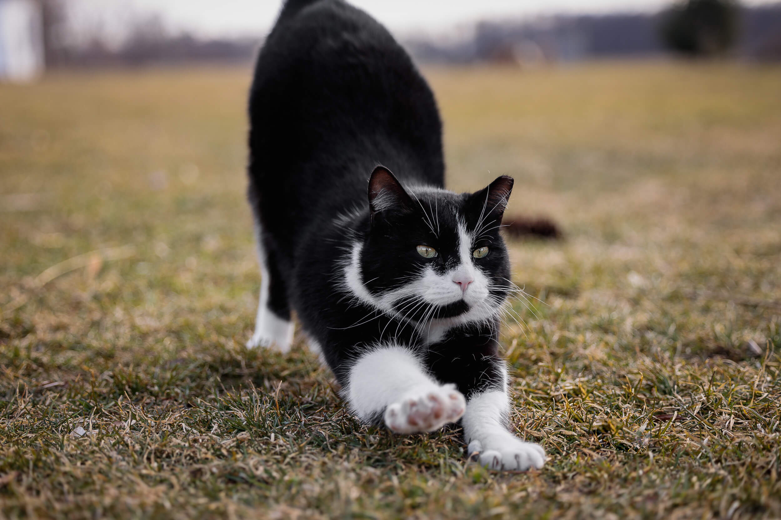 cat photographer Hamilton pet photographer captures a black and white cat
