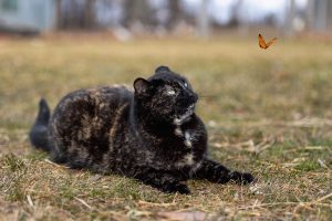 cat photographer from Hamilton, Ontario