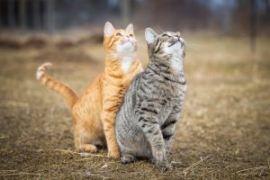 Hamilton, Ontario cat photography