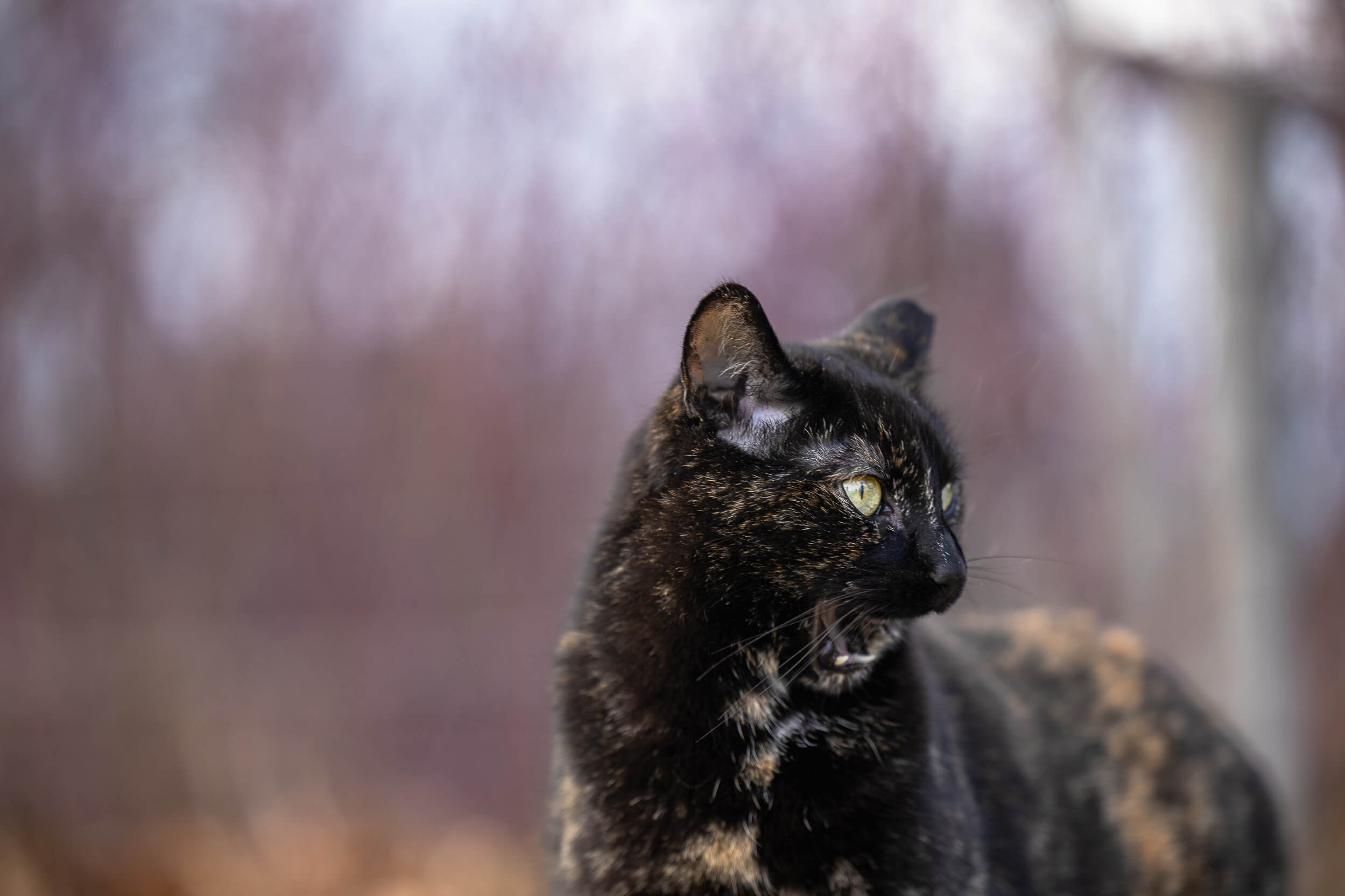 cat photography Hamilton cat photographer at Team Wife Homestead