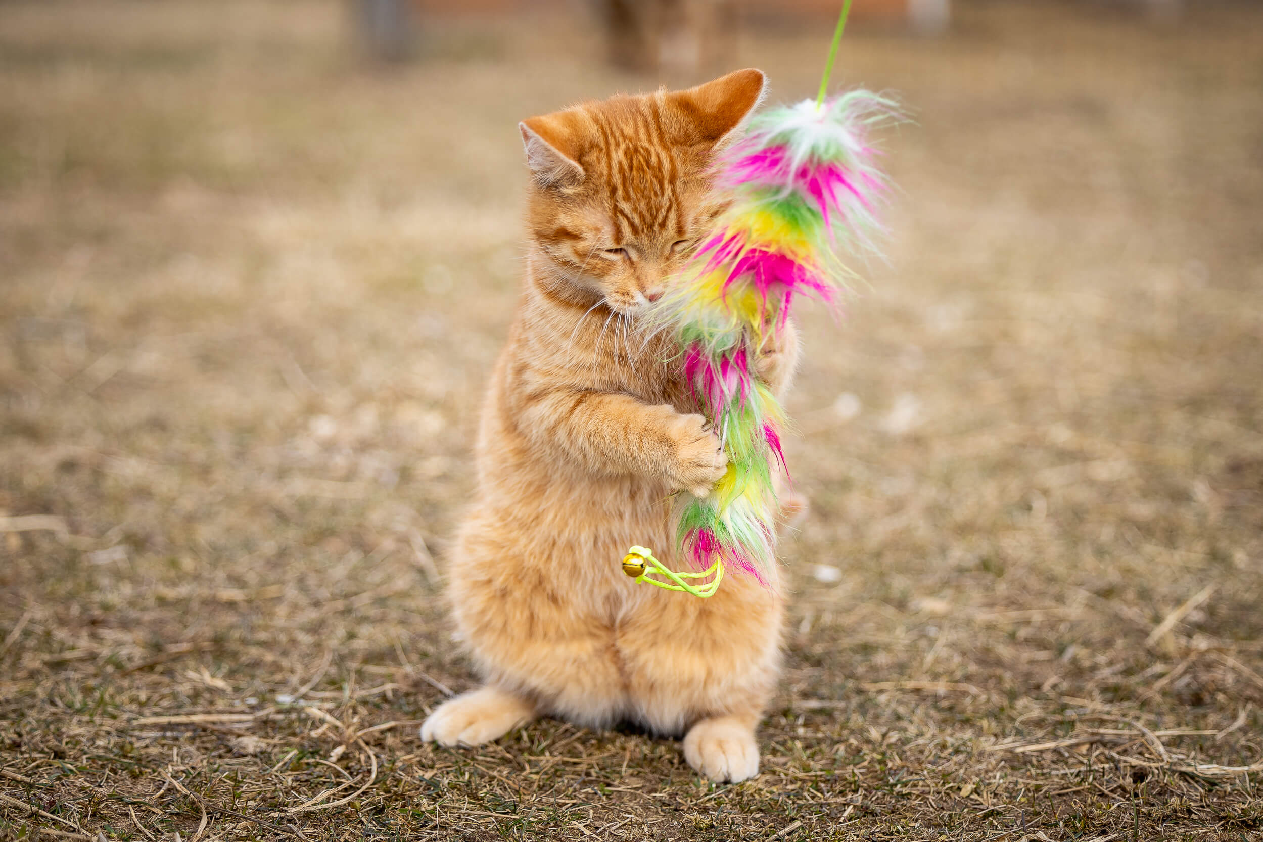 cat photos-2 cat photographer from Hamilton, Ontario.