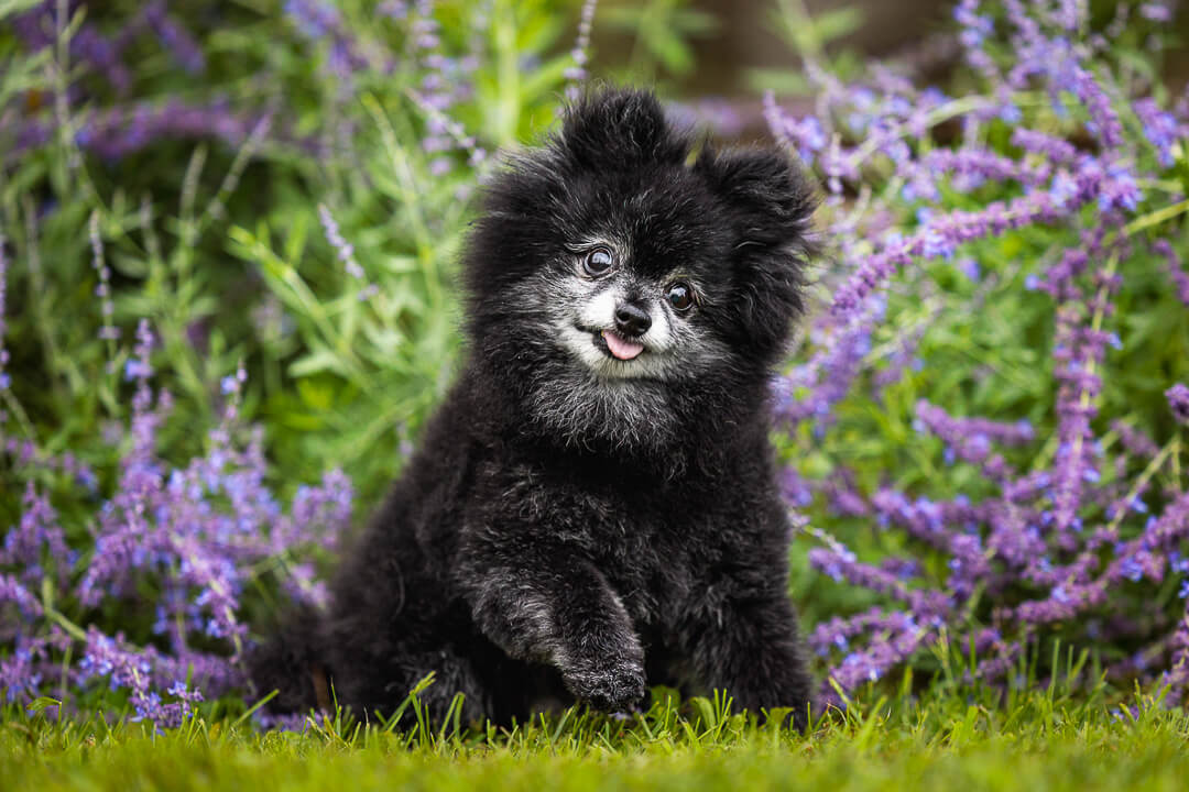 dog photography-Edit end of life pet photography