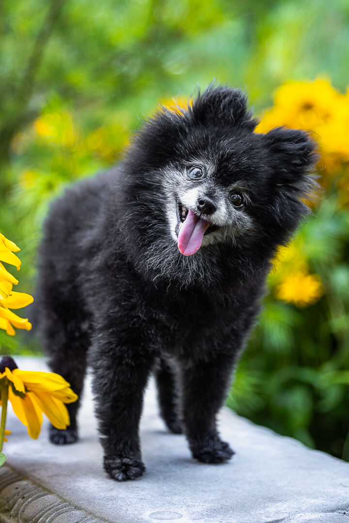 dog portraits dog photoshoot of Hamilton, Ontario.