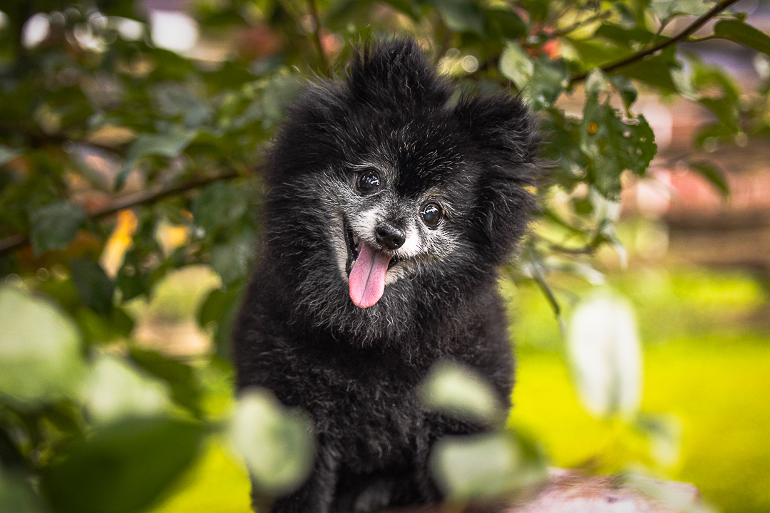 pet photography end of life photographer