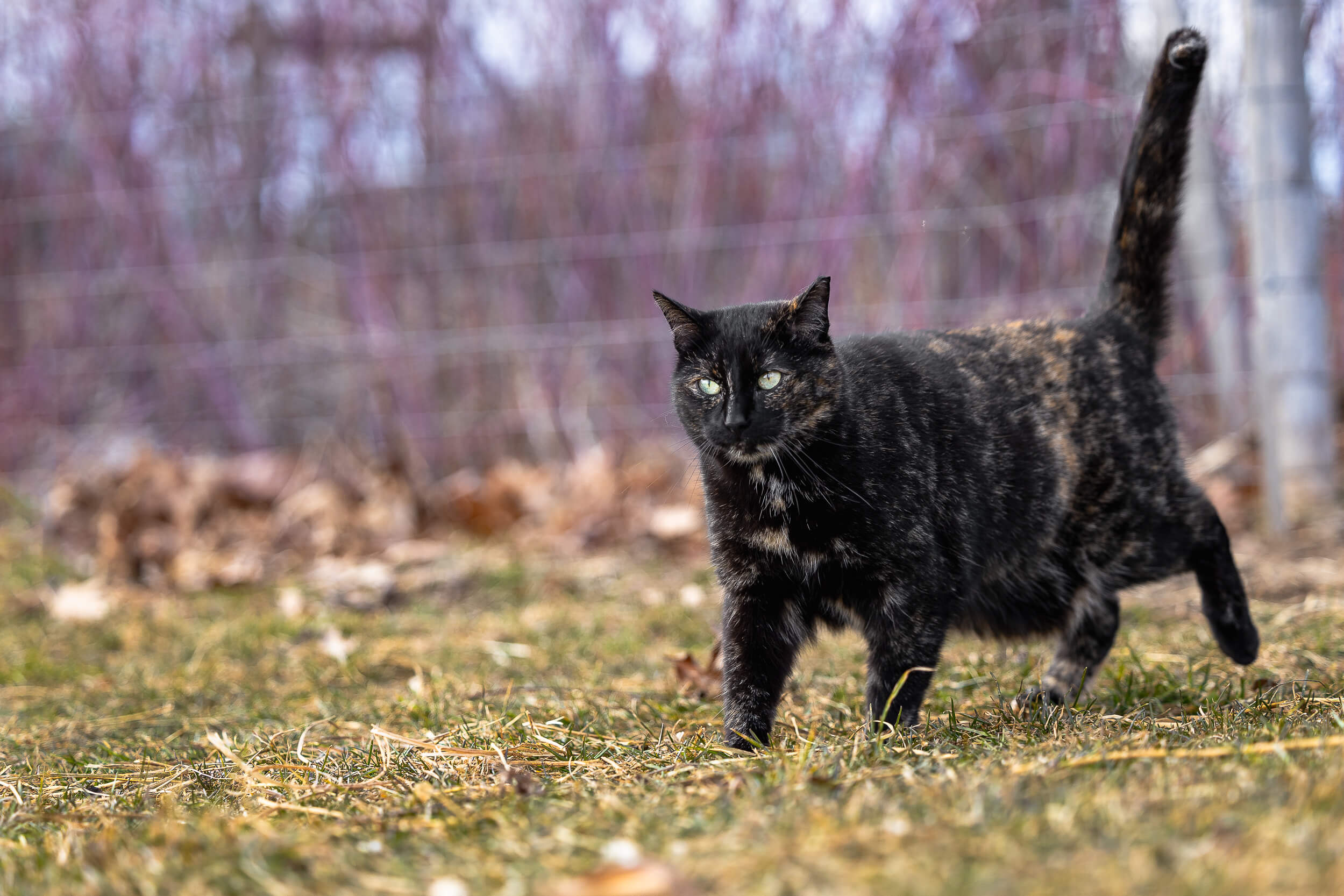 photographer cat Hamilton cat photographer