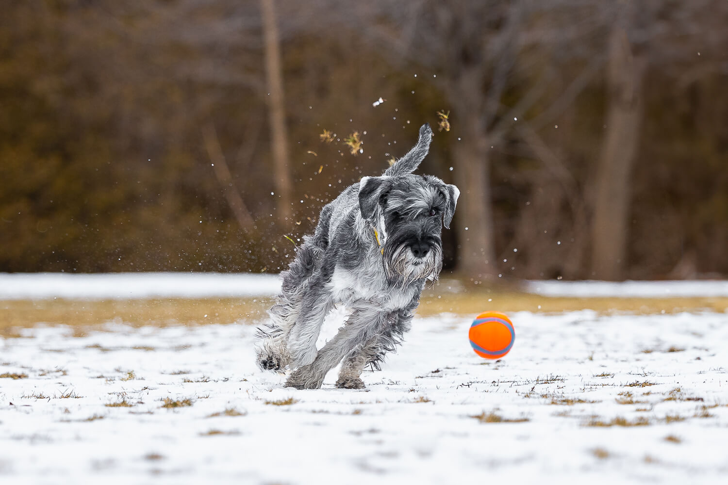 dog action photography a schnauzer chasing the ball at Paletta Mansion in Burlington