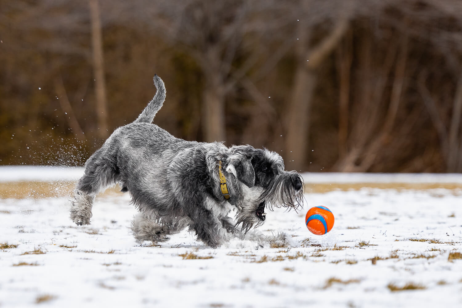 dog in action dog action shot at Paletta Lakefront Park in Burlington