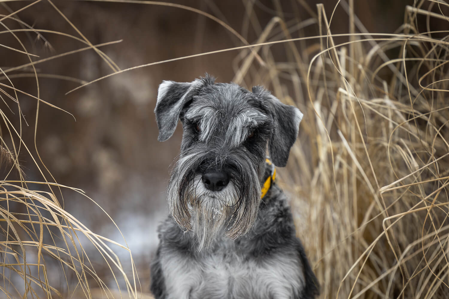 dog photography a pet photography session at Paletta Lakefront Park