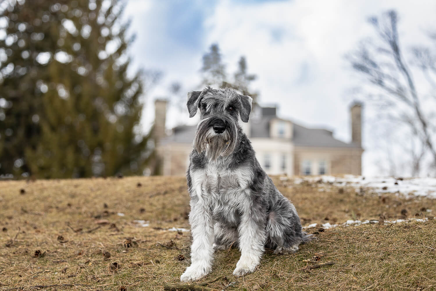 hamilton pet photographer a stunnting pet photohsoot at Paletta Lakefront Park