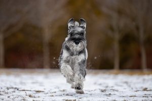 dog action image taken at Paletta Mansion in Burlington.