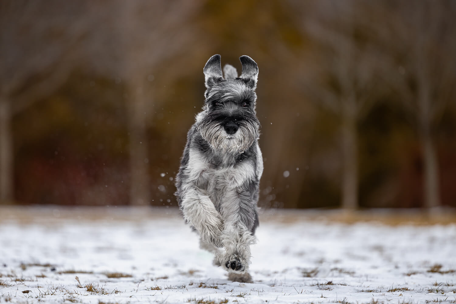 pet photographers dog action image taken at Paletta Mansion in Burlington.