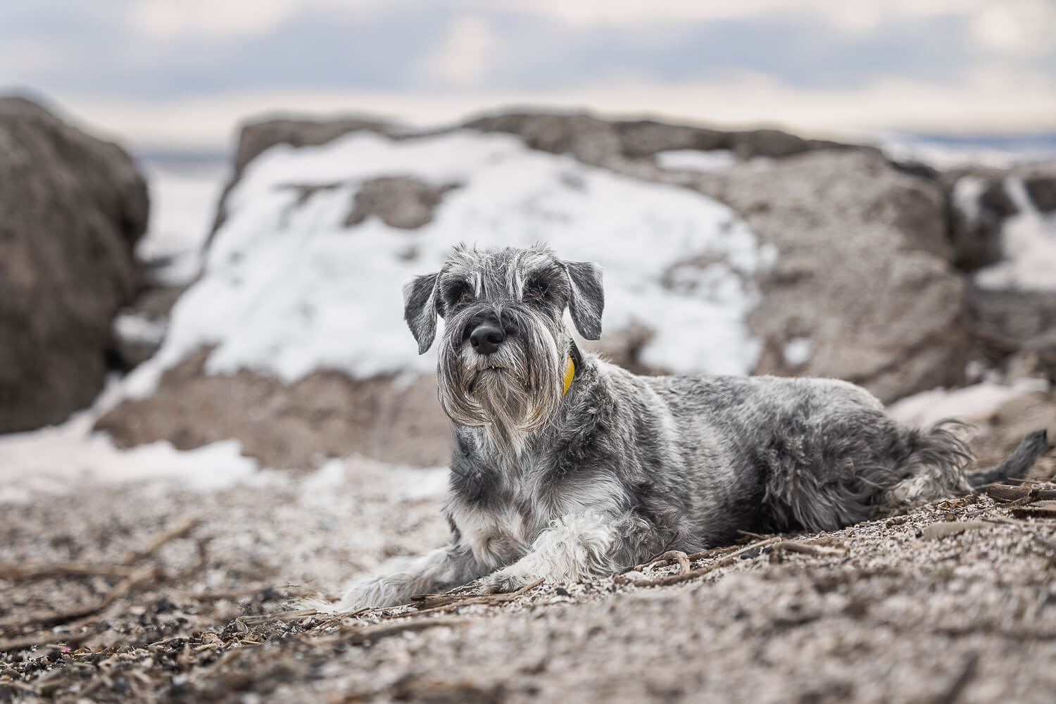 photographer in hamilton A dog photography session at Paletta Mansion Burlington