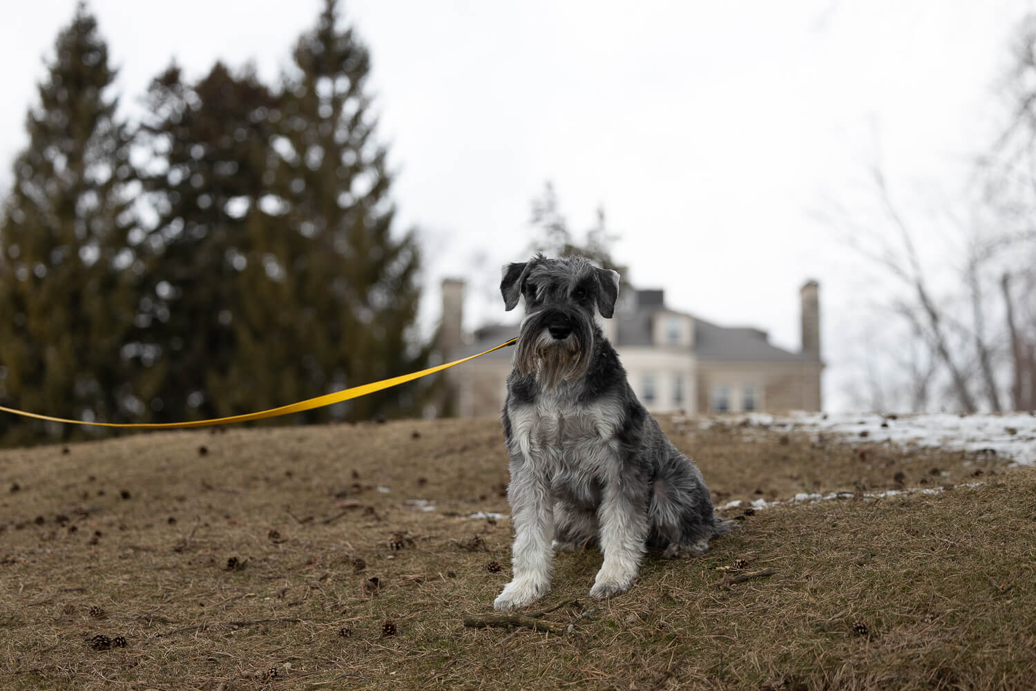 photos of schnauzers_ A photoshoot session at Paletta Lakefront Park, in Burlington