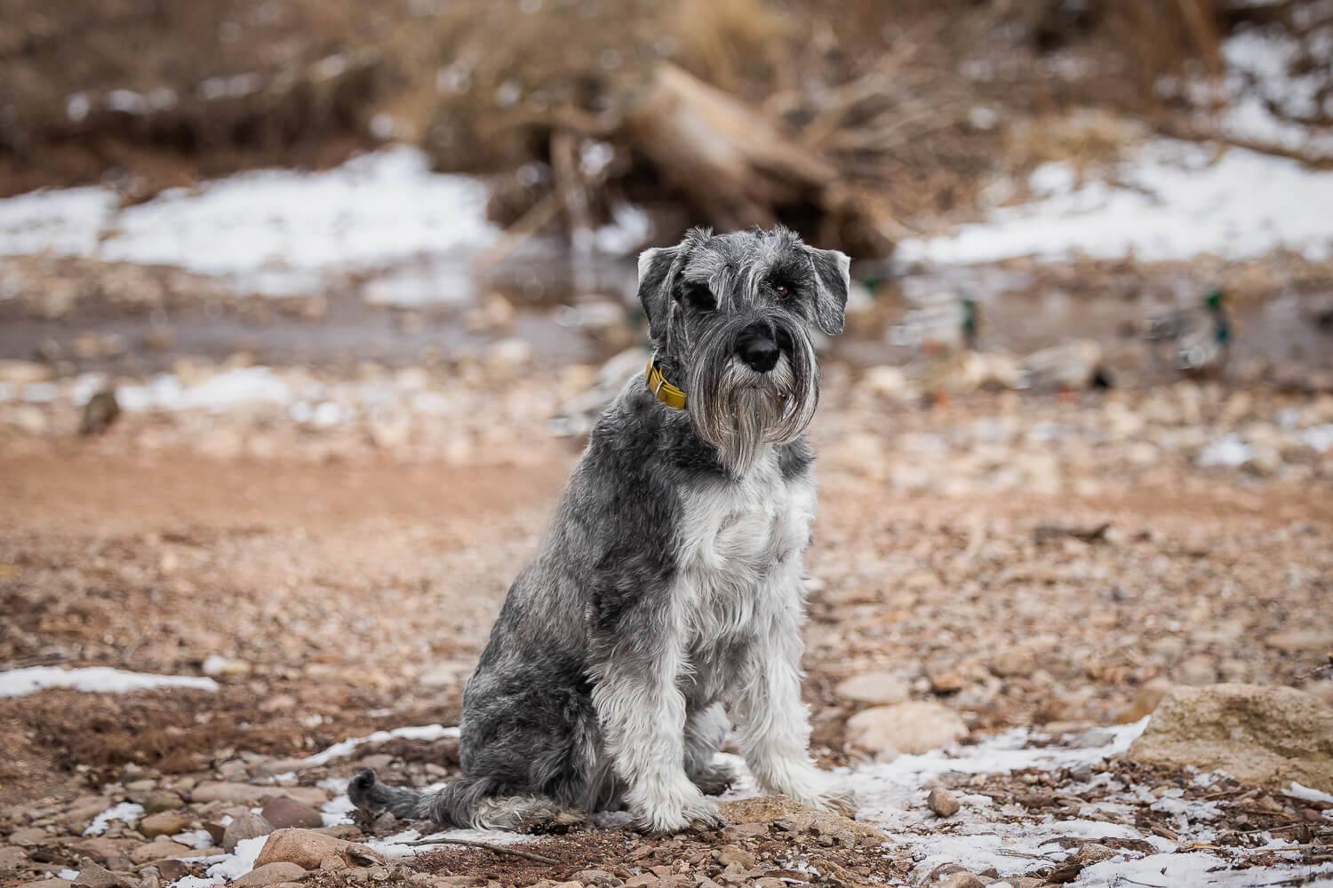 pics of schnauzers_ a stunning photo of a standard schnauzer at Paletta Mansion in Burlington