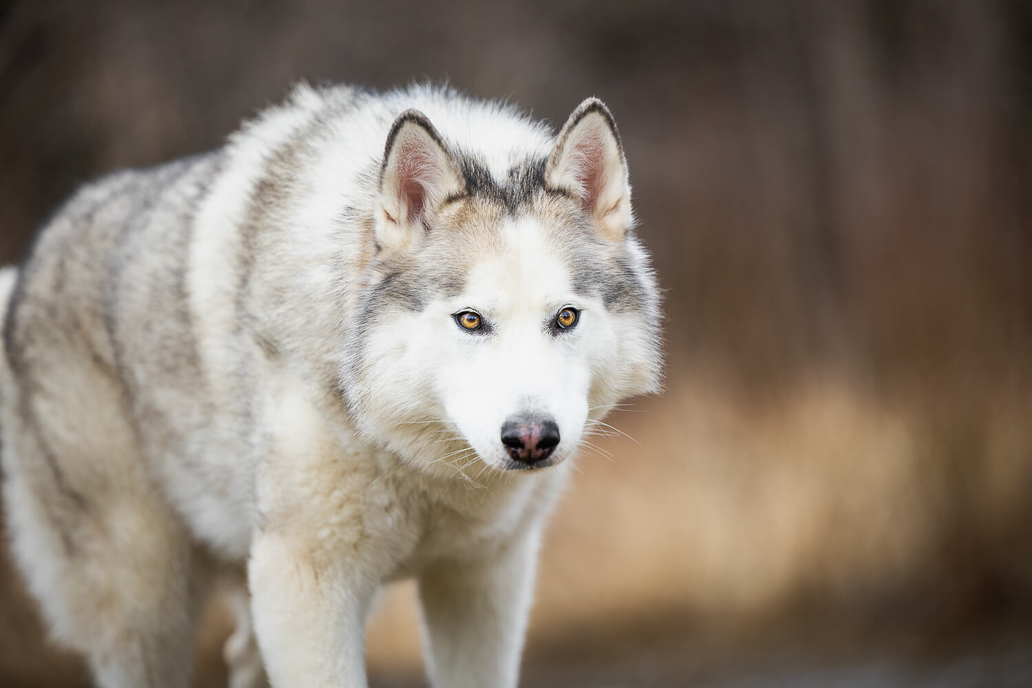 Canadian Eskimo Photoshoot pet portrait of a Canadian Eskimo dog in Burlington, Ontario