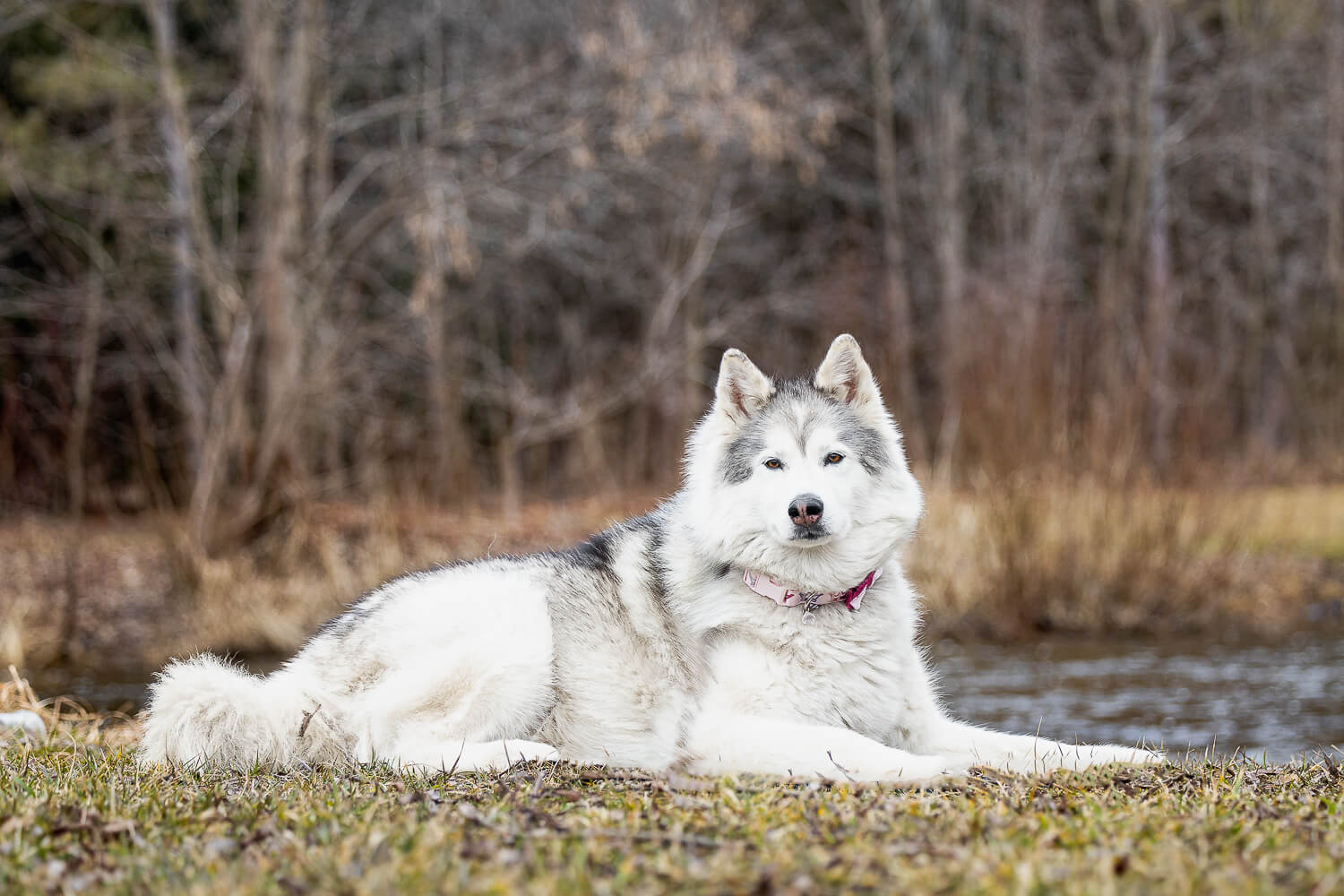 Dog at Lowville Park Canadian Eskimo dog lays beautiful posing at Lowville Park in Burlington