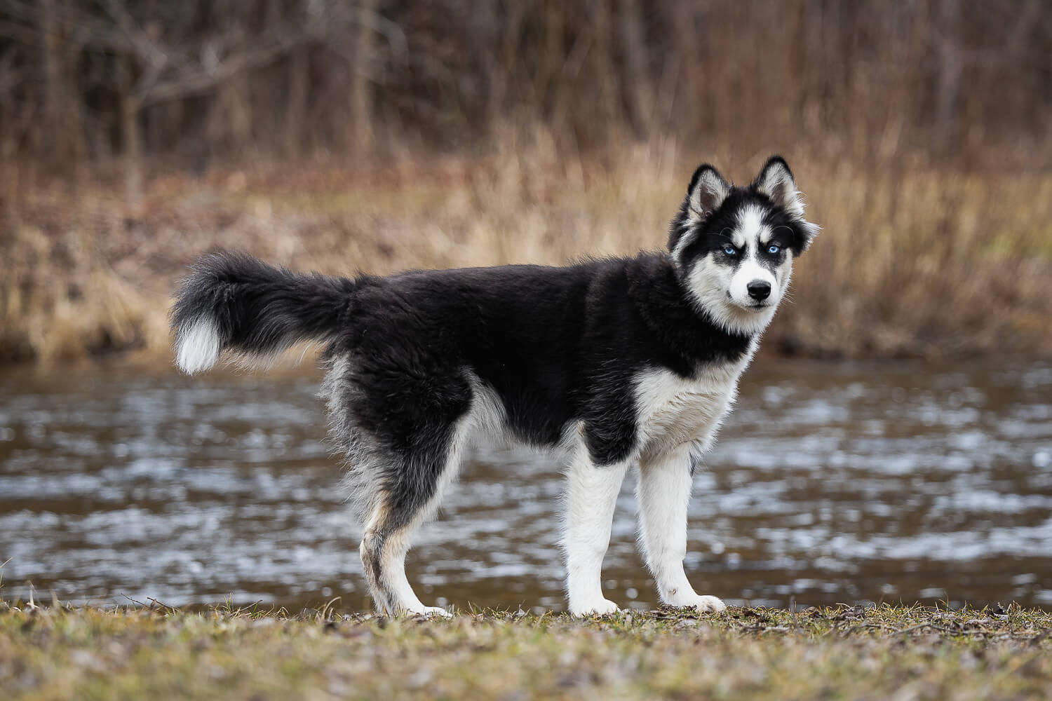 Eskimo Dog puppy photoshoot in Burlington, Ontario