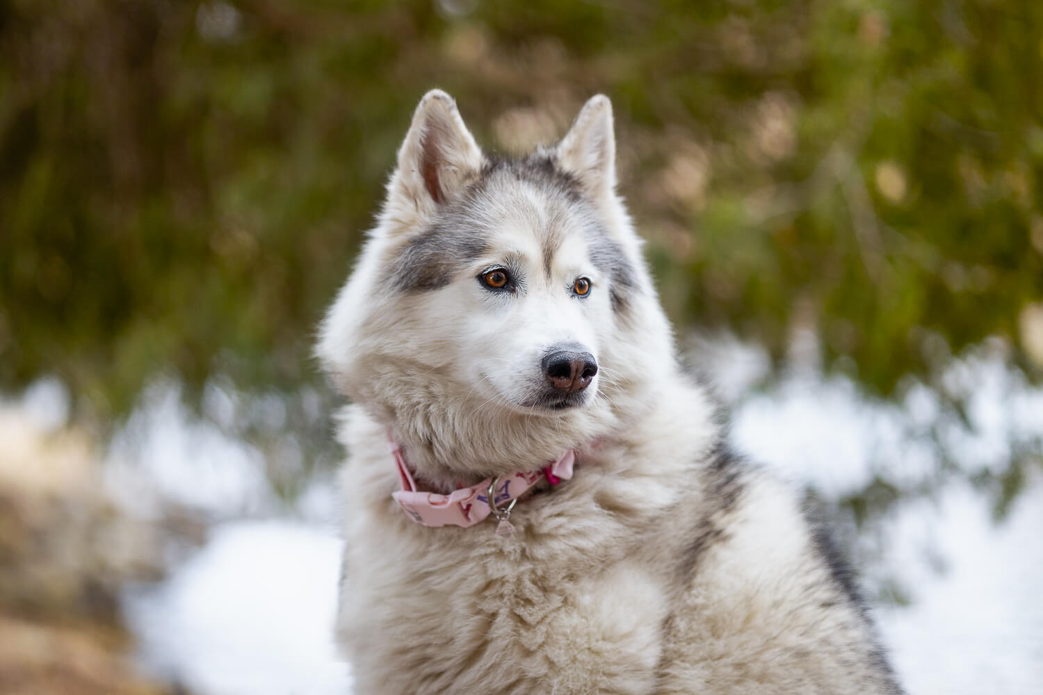 Eskimo dog photoshoot Pet photo of a Canadian Eskimo dog in Burlington, Ontario