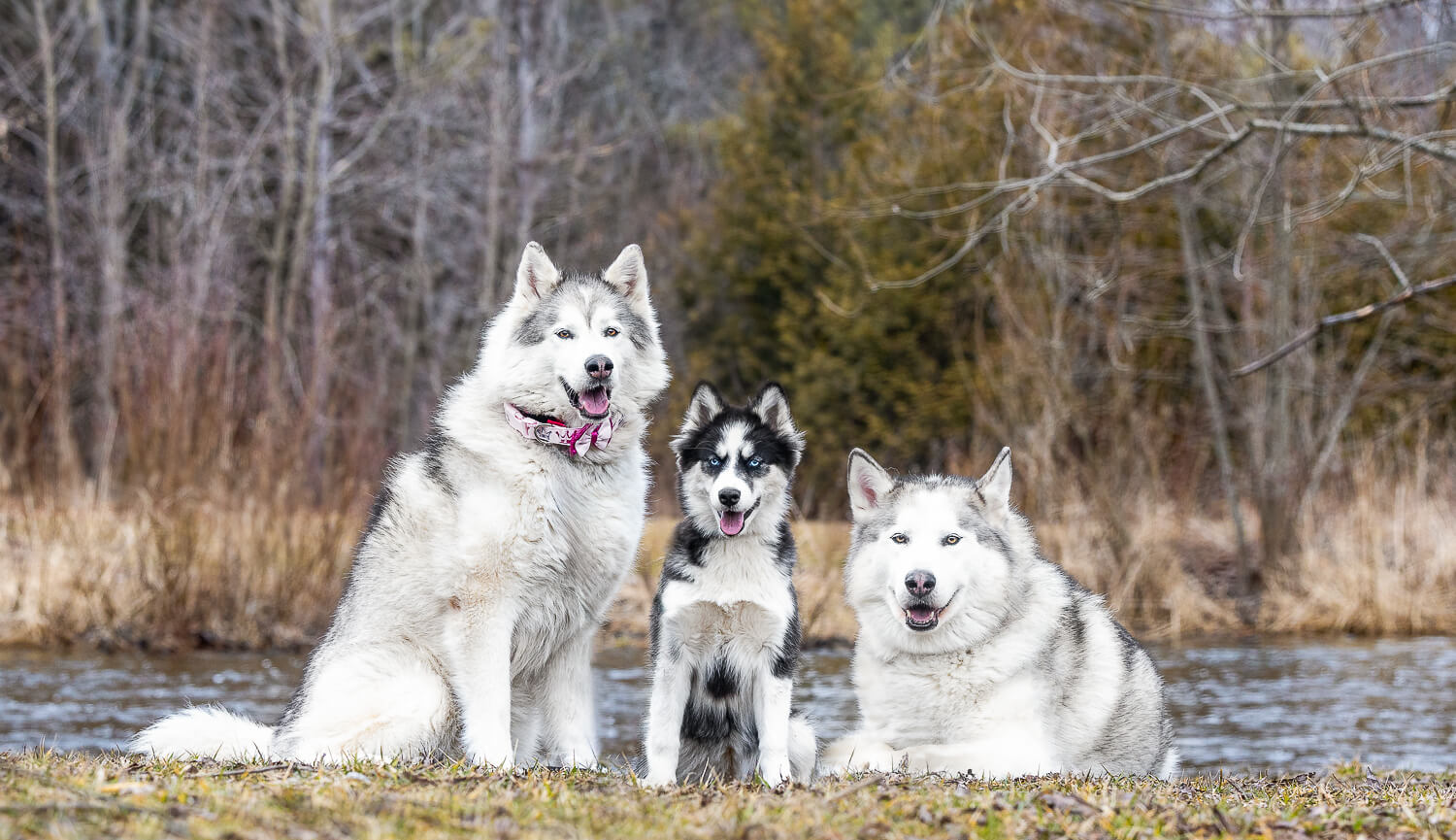 Photoshoot of three dogs Three Canadian Eskimo dogs at Loville Park