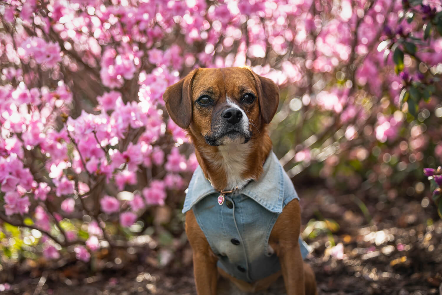 boglen puppy photoshoot puppy portrait in Brueckner Rhododendron Gardens