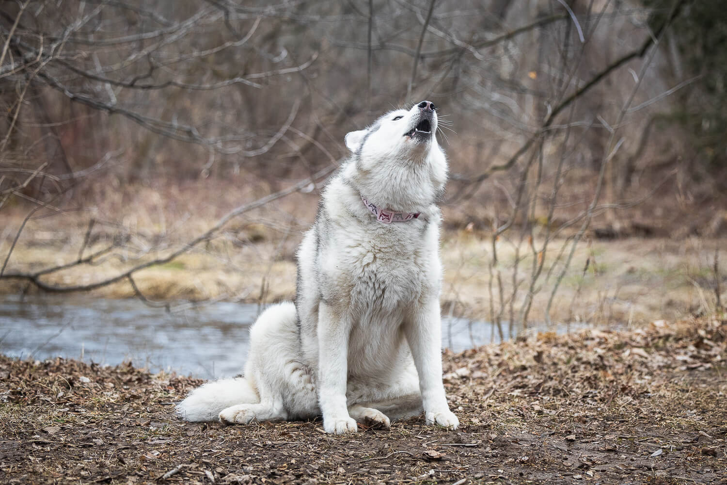 dog howling at Lowville Park dog howling at Lowville Park in Burlington, Ontario