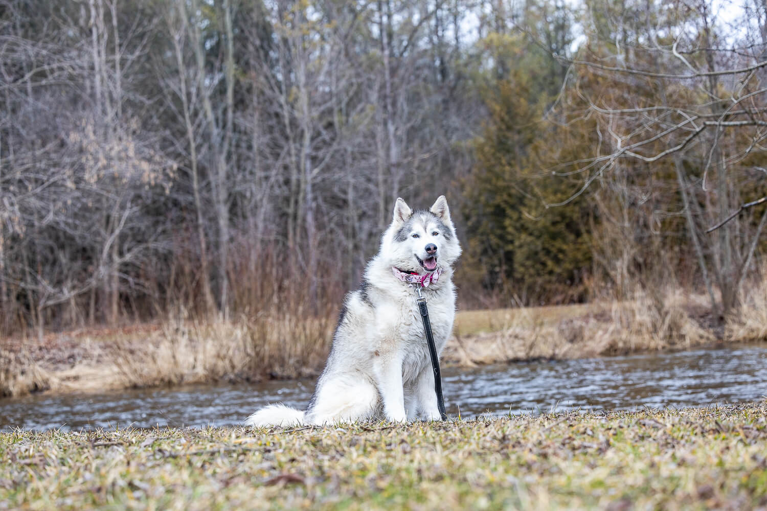 dog photos-2 a Canadian Eskimo dog posing at Lowville Park