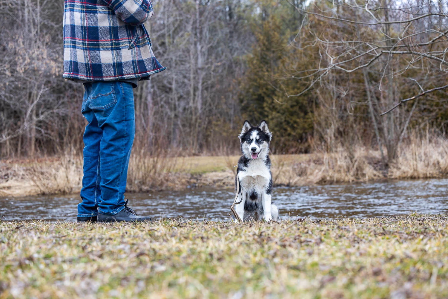 dog photos-3 A puppy Canadian Eskimo photoshoot at Lowville Park