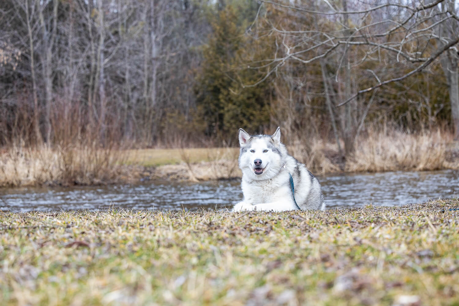 dog photos A gorgeous Canadian Eskimo dog at Lowville Park