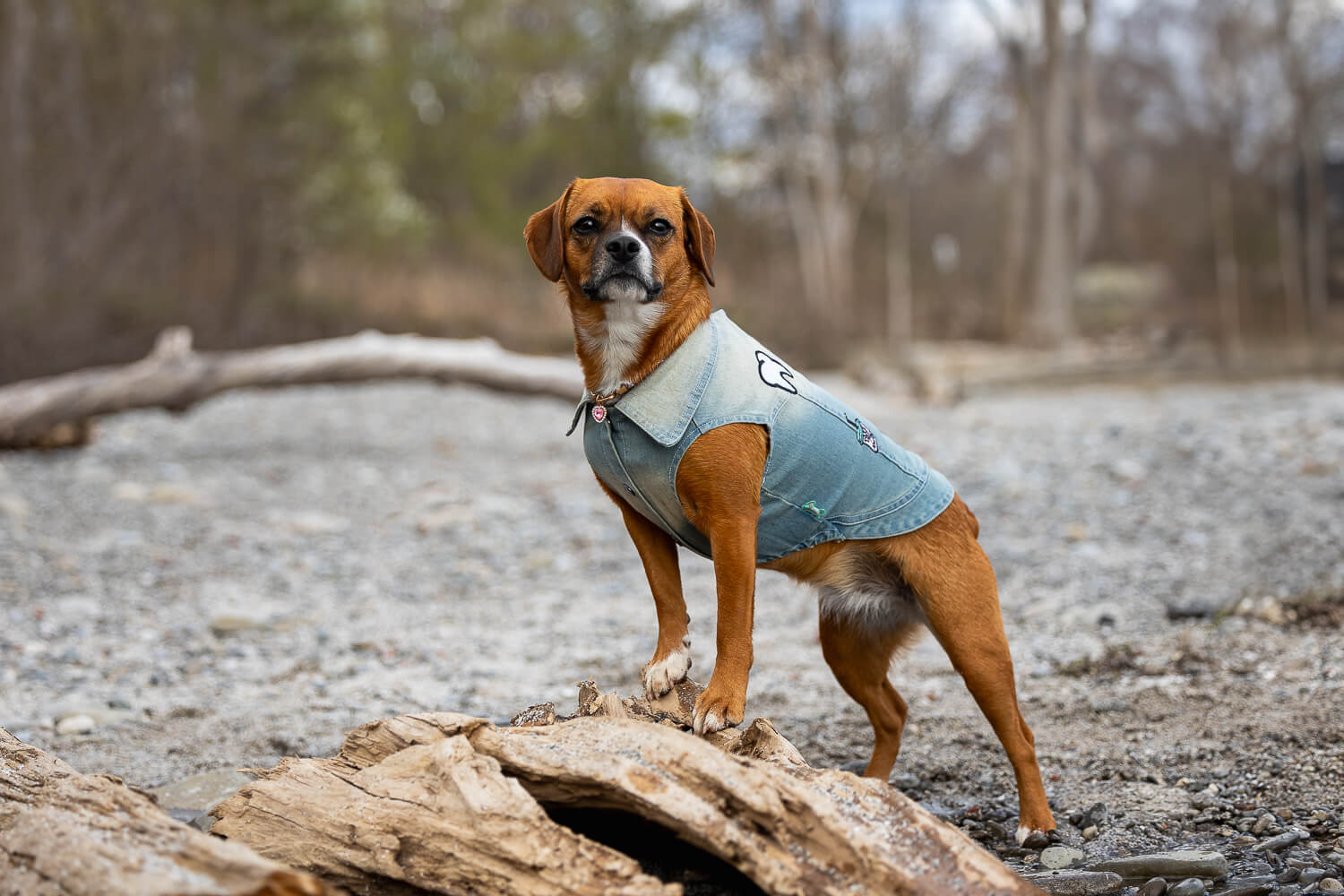 dog photoshoot in Mississauga beach