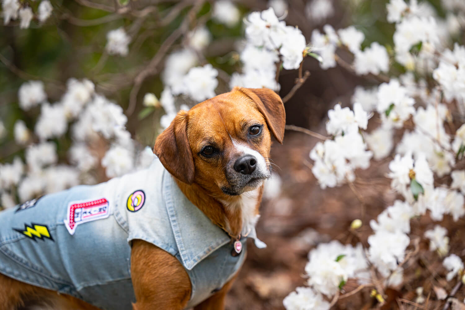 dog photoshoot in Mississauga spring dog photoshoot in Mississauga