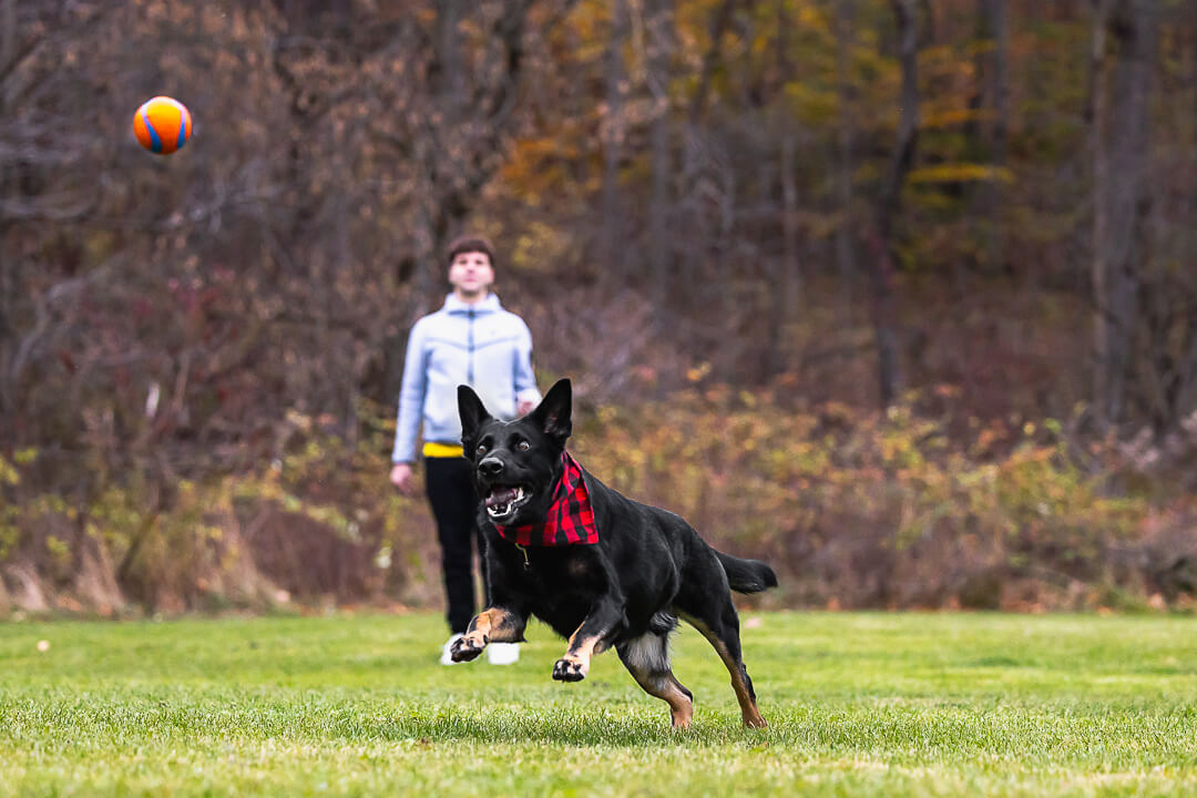 dog playing ball black german shepherd playing with a ball during his photoshoot at Lowville Park