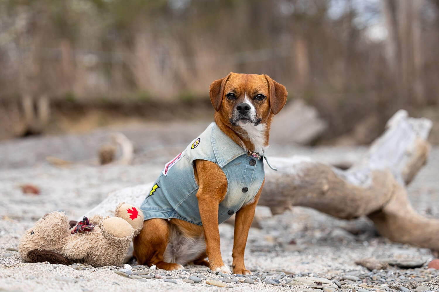 dog portrait in Brueckner Rhododendron Gardens boglen photoshoot in Mississauga.